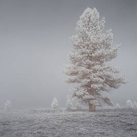 Frosty Pine in the Fog - Kyburz Flat - Near Truckee California by Mike Lee