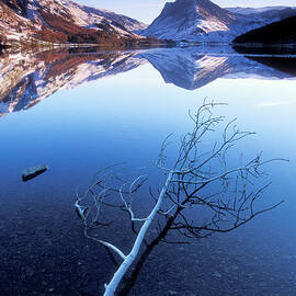 Frosty tree on Buttermere, Lake District, Cumbria, England by Neale And Judith Clark
