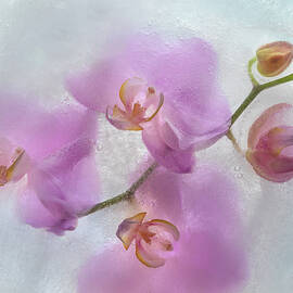 Frozen Beauty by Elvira Peretsman