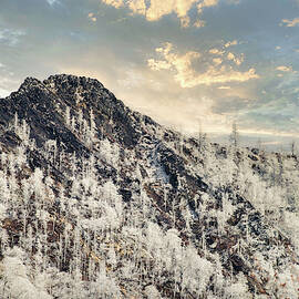 Frozen by Stacy Abbott