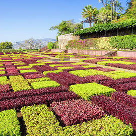 Funchal Botanical garden, Funchal, Madeira by Neale And Judith Clark