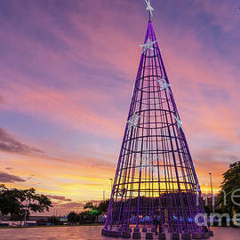 Funchal Madeira Christmas Tree by Neale And Judith Clark