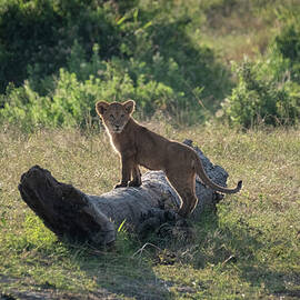 Future Lion King by Mary Lee Dereske