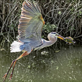 Lunchtime for this Great Blue Heron - 2 by Kelley King