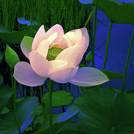 Moonglow at Midnight by Jessica Jenney