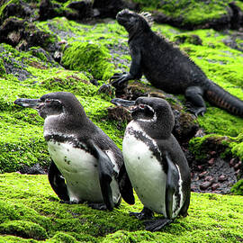 Galapagos Penguin 1A by Sally Fuller