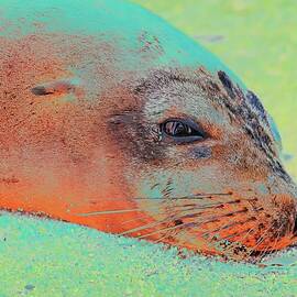 Galapagos sea lion  Lounging by Flowers by Bruce Block