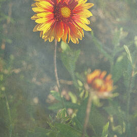 Gallardia by Mary Lee Dereske