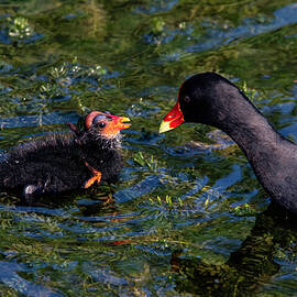 Gallinule 21A by Sally Fuller