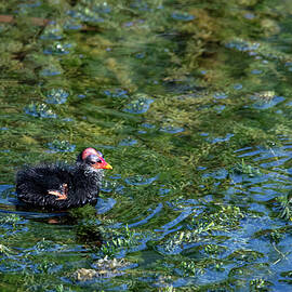 Gallinule 23A by Sally Fuller