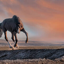 Galloping at Sunset by Paul Martin