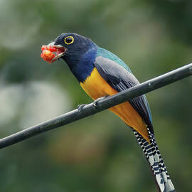 Gartered Trogon spitting out seed by Jean Noren