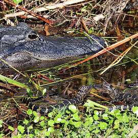 Gator 12B by Sally Fuller