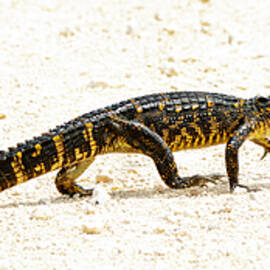 Gator 18A by Sally Fuller