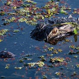 Gator 27A by Sally Fuller