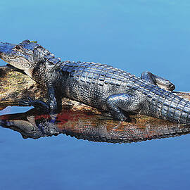 Gator 7A by Sally Fuller
