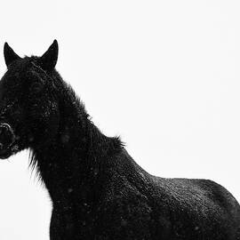 Gaucho in Snow by Alden Ballard