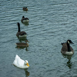 Geese and ducks in a pond by Flees Photos