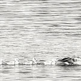 geese in a row by Bruce Block