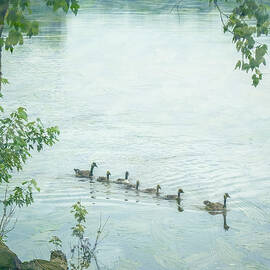 Geese on the Cedar River Iowa by Mary Lee Dereske