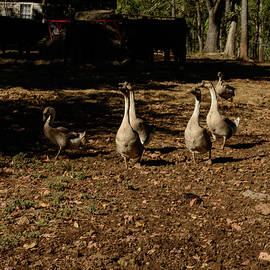 geese walking around on the farm by Flees Photos