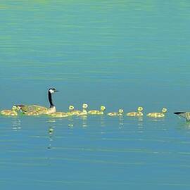 Geese with Goslings on a Calm Lake by Bruce Block