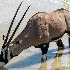 Gemsbok Oryx gazella at Olifantsrus waterhole, Wildlife in Eto by Sami Sarkis Photography