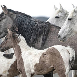 Generations. by Paul Martin