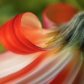 Gerber Daisy Curl by Mary Jo Allen