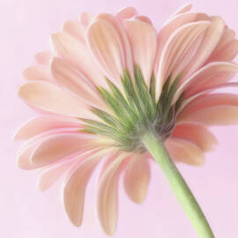 Gerber Daisy's Back by Mary Jo Allen