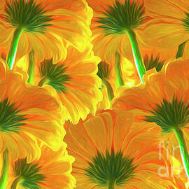 Gerbera Canopy by William Gunn
