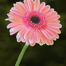 Gerbera Daisy Bloom by Susan Candelario