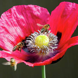 Get in Line by Joe Schofield