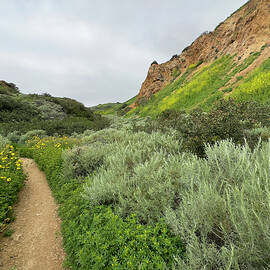 Getting Lost in a Ladera Spring by Joe Schofield
