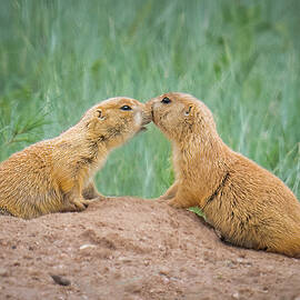 Getting To Know You by Jon Snyder