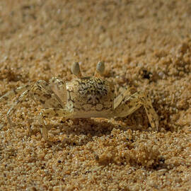 Ghost Crab at Home by Nancy Gleason