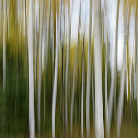 Ghostly Aspens by Matt Halvorson