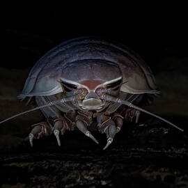 Giant Deep-sea Isopod Sporting a Fu Manchu by KJ Swan