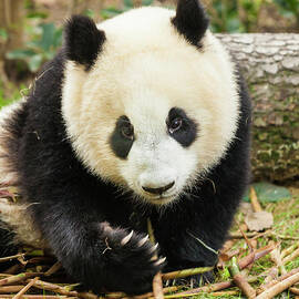 Giant Panda, Ailuropoda melanoleuca, Chengdu, People's Republic of China  by Neale And Judith Clark