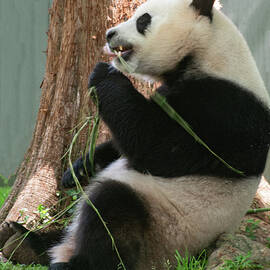 Giant Panda Eating Bamboo in the shade 2 by Flees Photos
