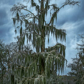 Giant Swamp Cypress Tree - Lake Martin, Louisiana - Vertical by Abbie Matthews