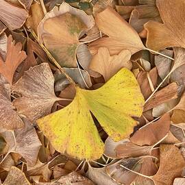 Ginkgo Leaves in Autumn by Randall Dill