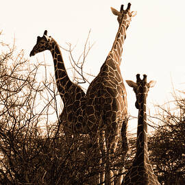 Giraffe 14A by Sally Fuller