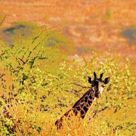 Giraffe Amongst African Foliage by Bruce Block