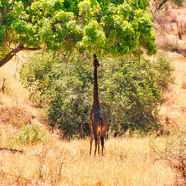 Giraffe eating leave on a tall tree by Bruce Block
