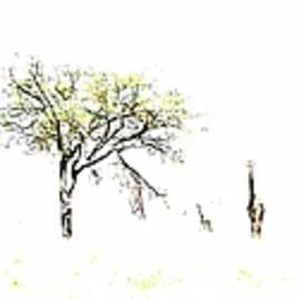 Giraffes in Open Savannah by Bruce Block