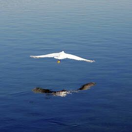 Glidepath by Joe Schofield