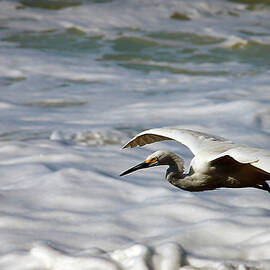 Gliding Snowy Egret by Joe Schofield
