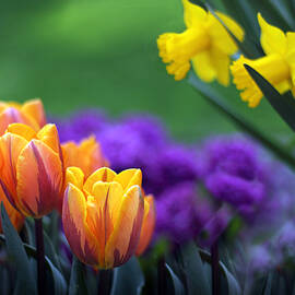 Glorious Garden by Jessica Jenney