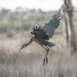 Glossy Ibis 13A by Sally Fuller